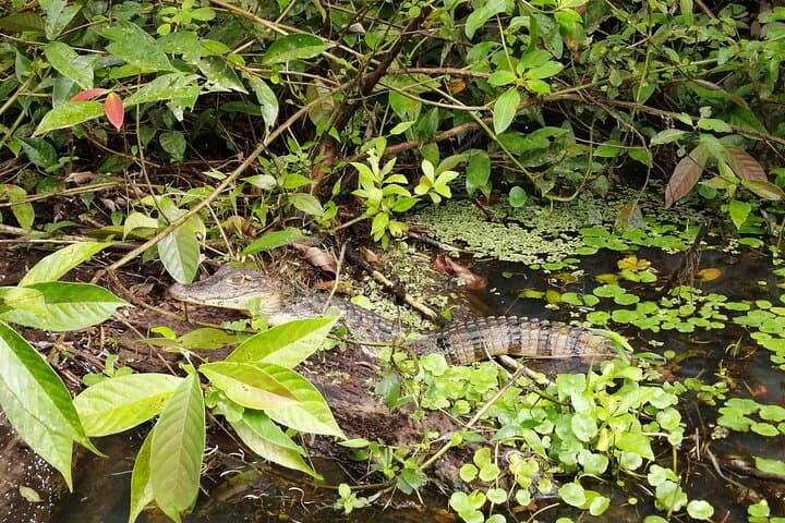 Tortuguero Canoe Canal Tour: 2.5-Hour Wildlife Paddle in Costa Rica photo 4