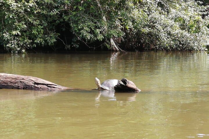 Tortuguero Canoe Canal Tour: 2.5-Hour Wildlife Paddle in Costa Rica photo 5