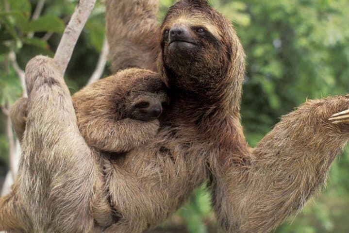 Sloth, Waterfall, Coffee & Chocolate Day Tour with Lunch — Bijagua, Costa Rica