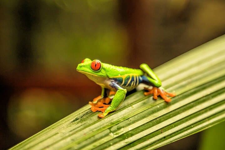 Sloth, Waterfall, Coffee & Chocolate Day Tour with Lunch — Bijagua, Costa Rica photo 2