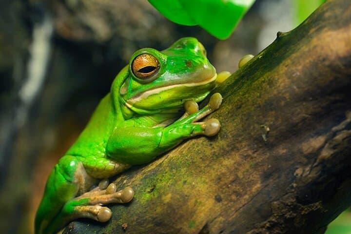 Sloth, Waterfall, Coffee & Chocolate Day Tour with Lunch — Bijagua, Costa Rica photo 3