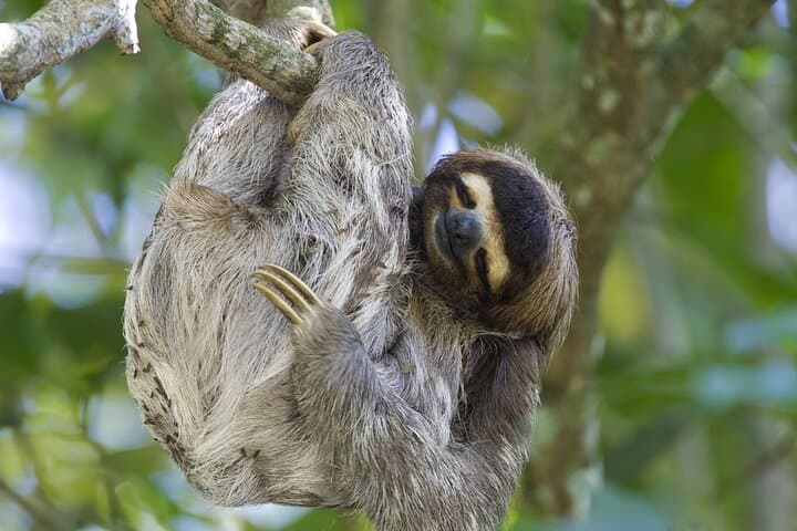Sloth, Waterfall, Coffee & Chocolate Day Tour with Lunch — Bijagua, Costa Rica photo 4