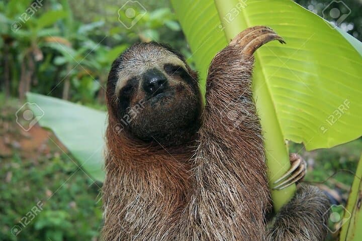 Sloth, Waterfall, Coffee & Chocolate Day Tour with Lunch — Bijagua, Costa Rica photo 5