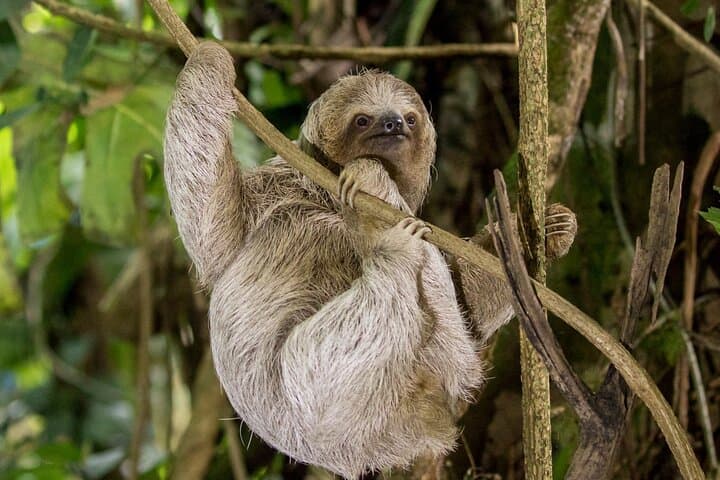Sloth, Waterfall, Coffee & Chocolate Day Tour with Lunch — Bijagua, Costa Rica photo 6