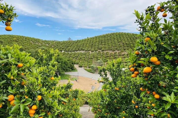 Sunmist Tangerine Farm U-Pick: Tangerines & Meyer Lemons in Temecula