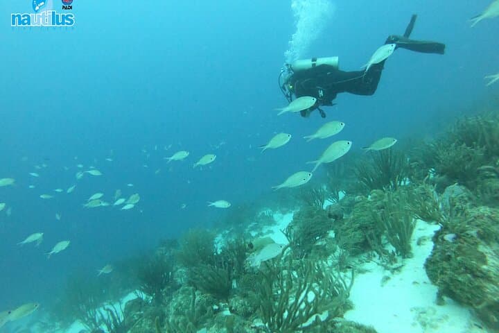 Aruba Two-Tank Boat Dive: Shipwrecks and Barcadera Reef photo 4
