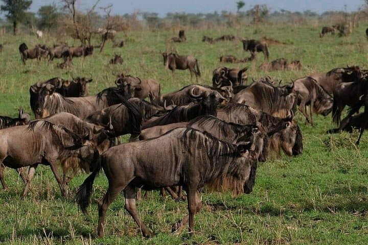 Two-Day Fly-In Safari: Tarangire & Ngorongoro Crater from Zanzibar photo 1