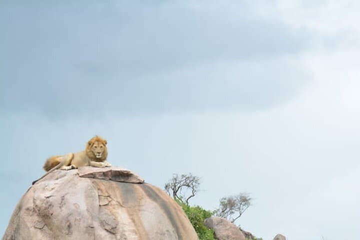 Two-Day Fly-In Safari: Tarangire & Ngorongoro Crater from Zanzibar photo 2