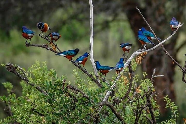 Two-Day Fly-In Safari: Tarangire & Ngorongoro Crater from Zanzibar photo 3