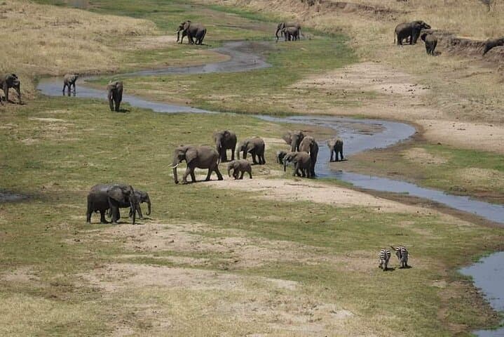 Tarangire Day Safari: Elephants, Baobabs & Big-Game Viewing from Arusha photo 2