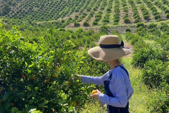 Sunmist Tangerine Farm U-Pick: Tangerines & Meyer Lemons in Temecula photo 5
