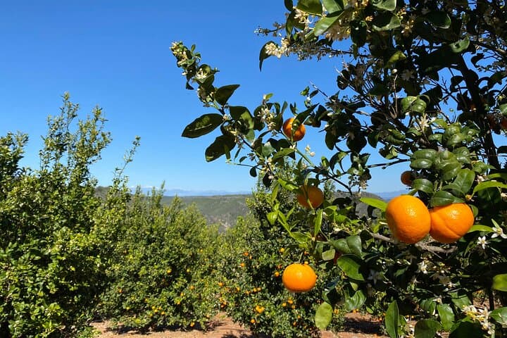 Sunmist Tangerine Farm U-Pick: Tangerines & Meyer Lemons in Temecula photo 6