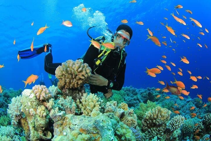 Bodrum Scuba Diving: Clear Waters, Colorful Reefs & Beginner-Friendly Day Dives photo 6