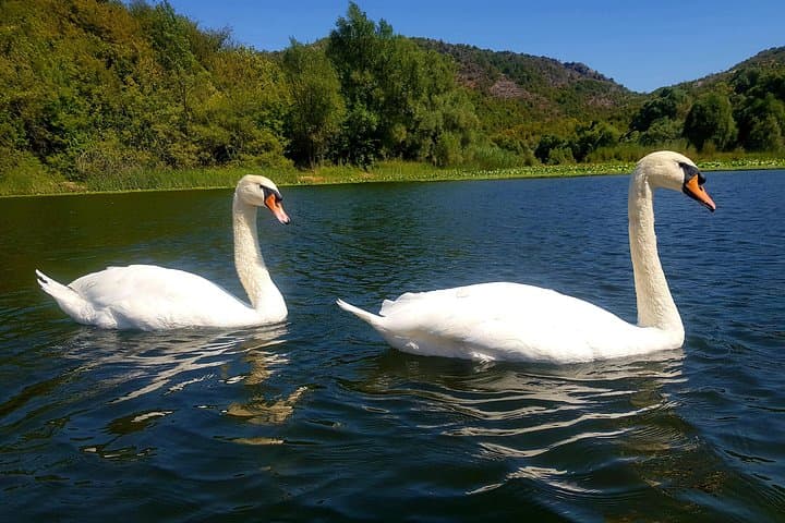 Virpazar & Skadar Lake Day Trip from Podgorica — 1-Hour Boat Cruise and Town Stroll photo 3