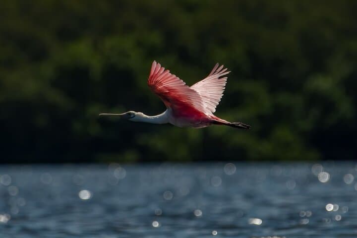 Shell Key Kayak Tour with Capt Yak — Mangrove Tunnels & Wildlife photo 3