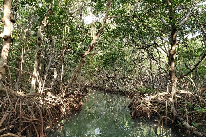 Shell Key Kayak Tour with Capt Yak — Mangrove Tunnels & Wildlife photo 5