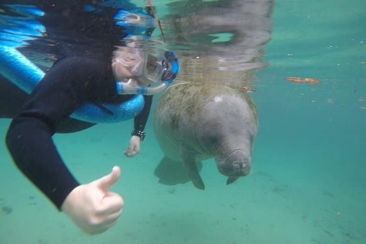 Swim with Manatees in Crystal River: Guided Small-Group Snorkel with In-Water Photographer photo 1