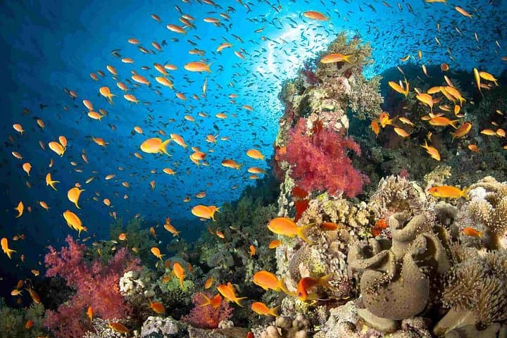 Full-Day Snorkeling Adventure on the Red Sea: Safaga from Luxor photo 2