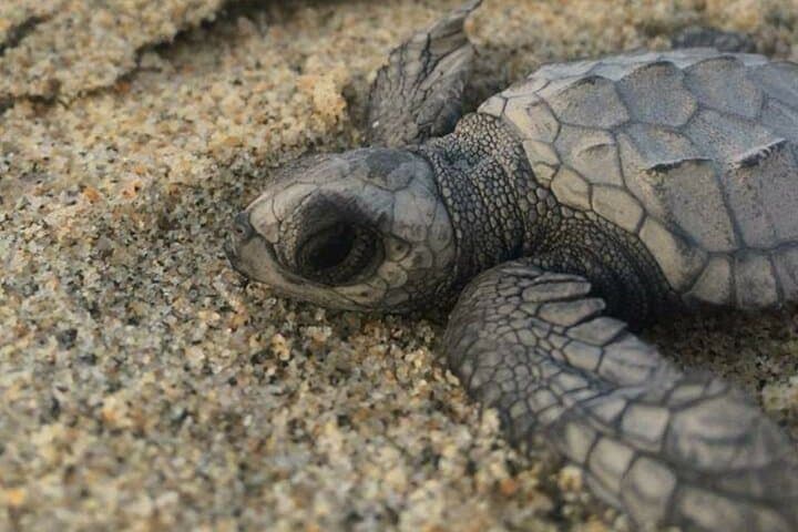 Mazunte Turtle Release Tour — Hatchling Release, Sunset & Coastal Culture