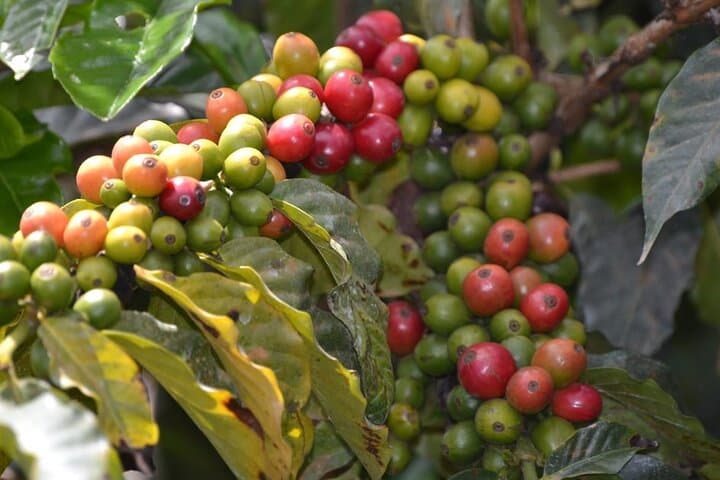 Half-Day Fairview Estate Coffee Farm Tour from Nairobi photo 2