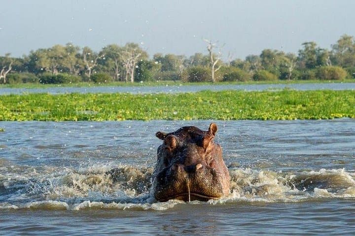 2-Day Private Safari to Mikumi National Park from Dar es Salaam photo 3