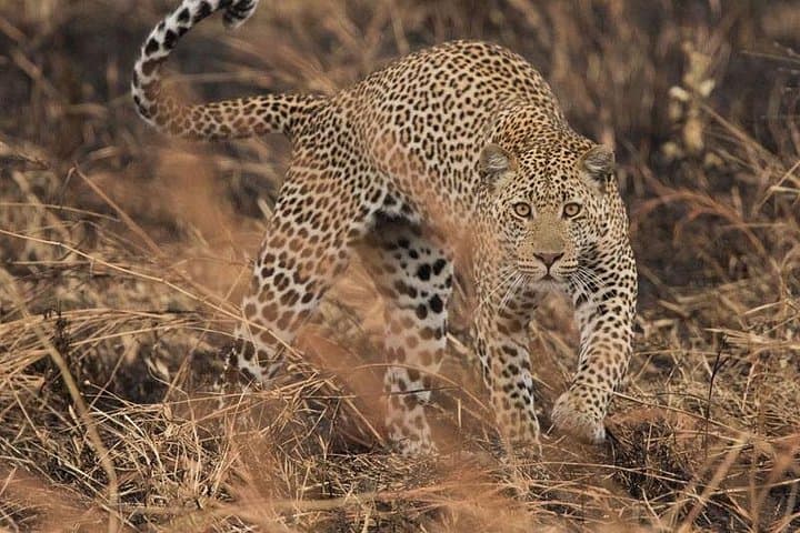 2-Day Private Safari to Mikumi National Park from Dar es Salaam photo 1