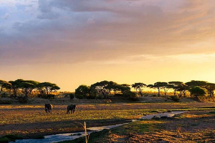 2-Day Private Safari to Mikumi National Park from Dar es Salaam photo 2