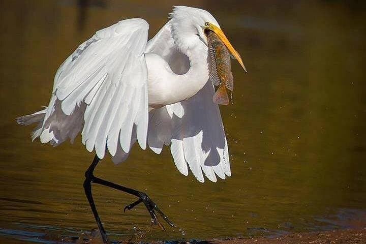 Fayoum Full-Day Bird Watching in Wadi El Rayan — Lake Qarun & Oasis Wildlife photo 4