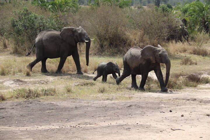 Tarangire National Park Day Trip: Safari from Arusha photo 5