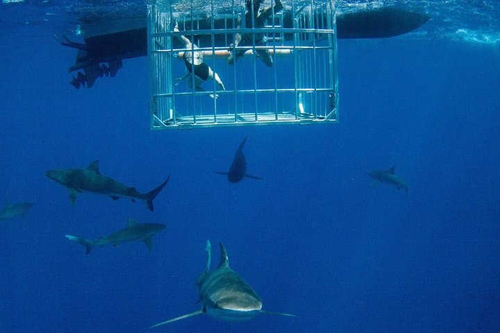 Shark Cage Diving on Oahu's North Shore with Local Hawaiian Watermen photo 2