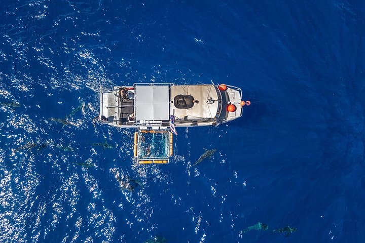 Shark Cage Diving on Oahu's North Shore with Local Hawaiian Watermen photo 3