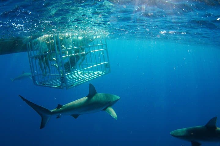 Shark Cage Diving on Oahu's North Shore with Local Hawaiian Watermen photo 4