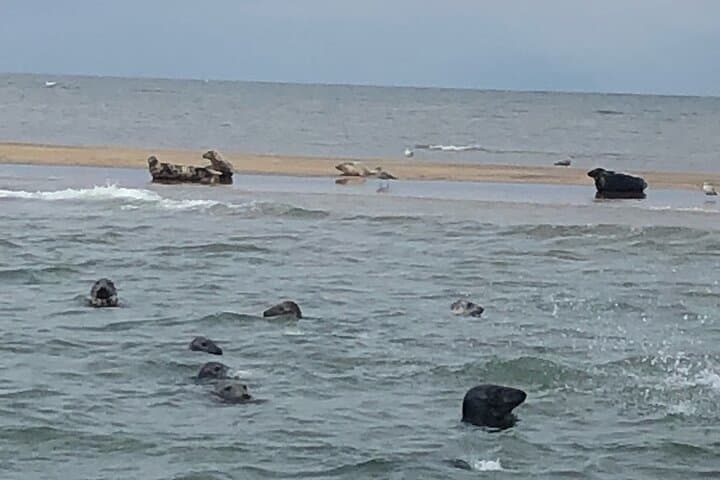 Scroby Sands Seal Watching from Lowestoft — Coastal Wildlife Boat Tour