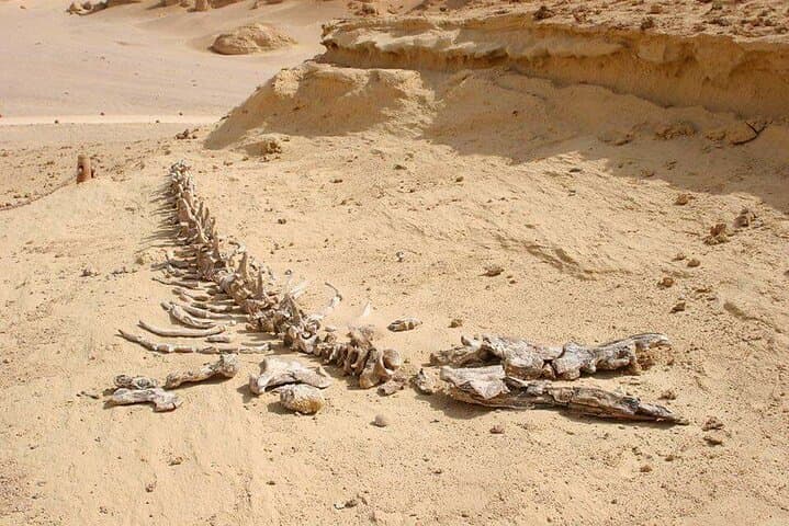 Day Trip to El Fayoum from Cairo: Wadi El Rayan, Wadi Hitan & Medinet Madi photo 2