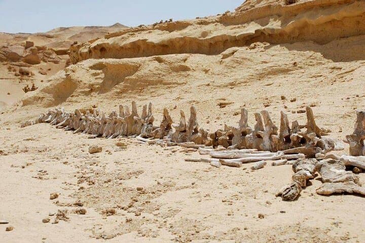 Day Trip to El Fayoum from Cairo: Wadi El Rayan, Wadi Hitan & Medinet Madi photo 3