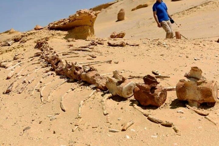 Day Trip to El Fayoum from Cairo: Wadi El Rayan, Wadi Hitan & Medinet Madi photo 4