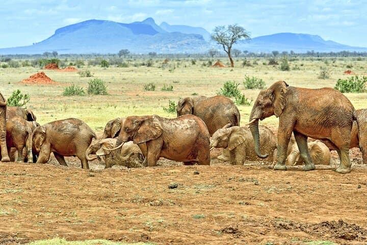 Tsavo East Day Safari from Mombasa — Aruba Dam & Big-Game Viewing photo 2