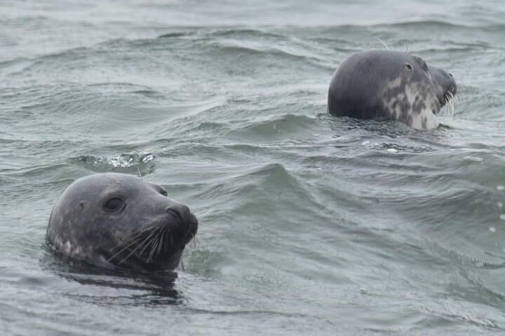 Scroby Sands Seal Watching from Lowestoft — Coastal Wildlife Boat Tour photo 6