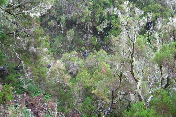 Rabacal Levada Walk: 25 Fontes & Risco Waterfall Hike, Madeira photo 3