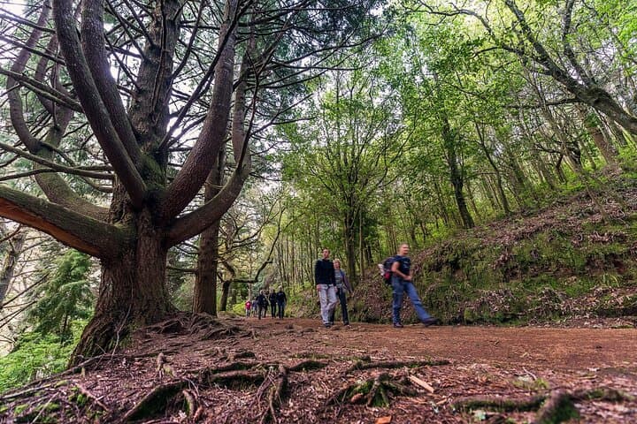 Caldeirão Verde Levada Walk: Madeira’s Forested Waterfall Hike photo 3