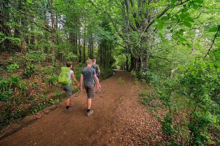 Caldeirão Verde Levada Walk: Madeira’s Forested Waterfall Hike photo 4