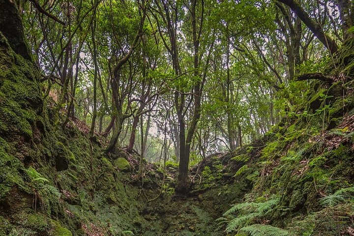 Caldeirão Verde Levada Walk: Madeira’s Forested Waterfall Hike photo 5