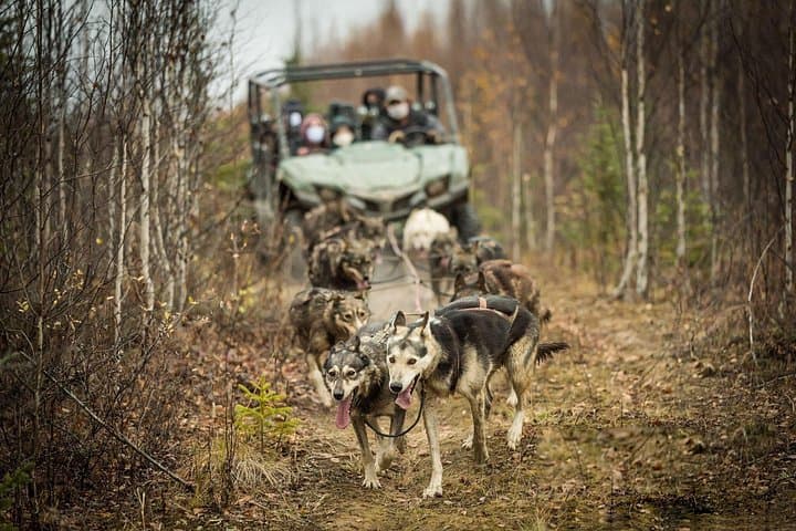 Private Fall Foliage Mushing Cart Ride Near Fairbanks — UTV Dog-Cart Experience photo 1