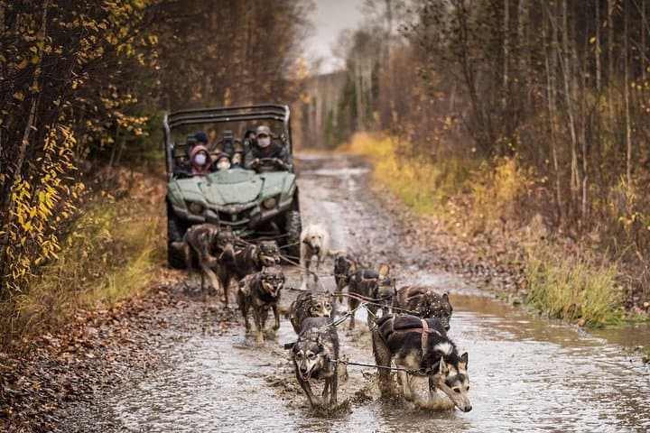 Private Fall Foliage Mushing Cart Ride Near Fairbanks — UTV Dog-Cart Experience photo 2