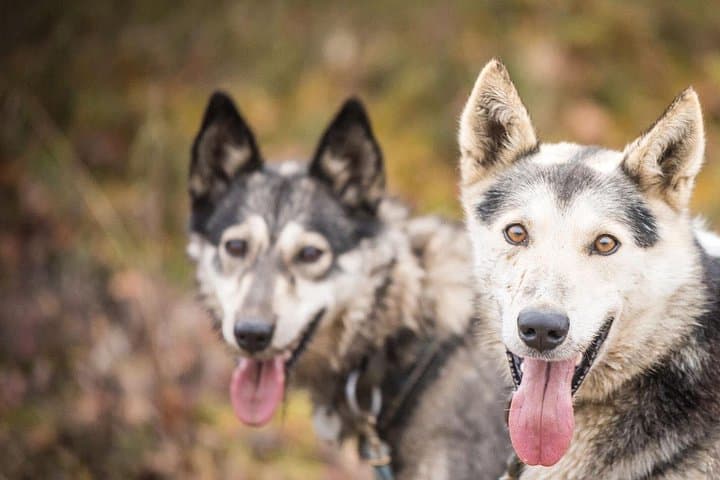 Private Fall Foliage Mushing Cart Ride Near Fairbanks — UTV Dog-Cart Experience photo 3