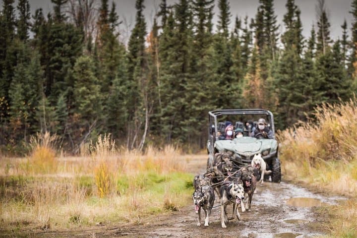 Private Fall Foliage Mushing Cart Ride Near Fairbanks — UTV Dog-Cart Experience photo 4