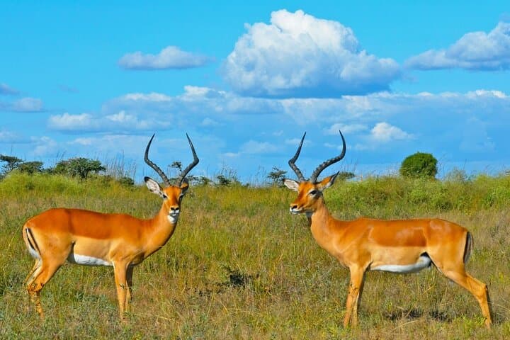 3-Day Samburu Safari: Northern Kenya Game Drives & Wildlife Encounters