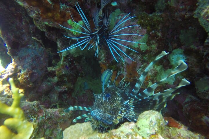 Red Sea Two-Dive Boat Trip from Sharm El Sheikh photo 3