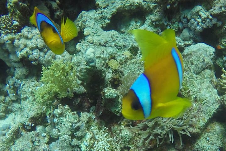 Red Sea Two-Dive Boat Trip from Sharm El Sheikh photo 4