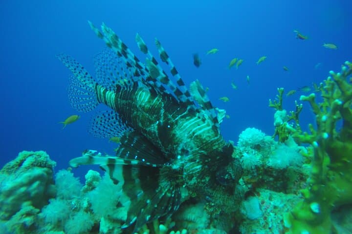 PADI 3-Day Open Water Course in Sharm El Sheikh — Learn to Dive the Red Sea photo 6